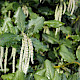 Garrya elliptica