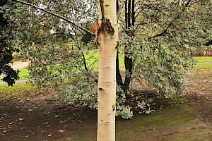 Betula albosinensis White Birch / Chinese Red Birch
