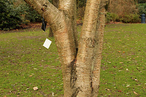 Betula alleghaniensis Yellow Birch