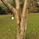 Betula alleghaniensis