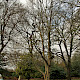 Betula alleghaniensis