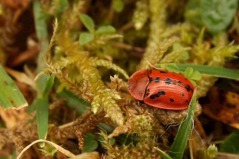 Pulicaria dysenterica - &copy; Barry Stewart