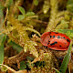 Pulicaria dysenterica