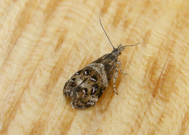 Pulicaria dysenterica - &copy; Barry Stewart