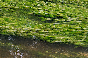 Ranunculus penicillatus Stream Water-crowfoot
