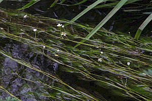 Ranunculus penicillatus subsp. pseudofluitans 
