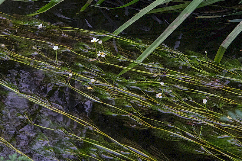 Ranunculus penicillatus subsp. pseudofluitans - &copy; Charles Hipkin