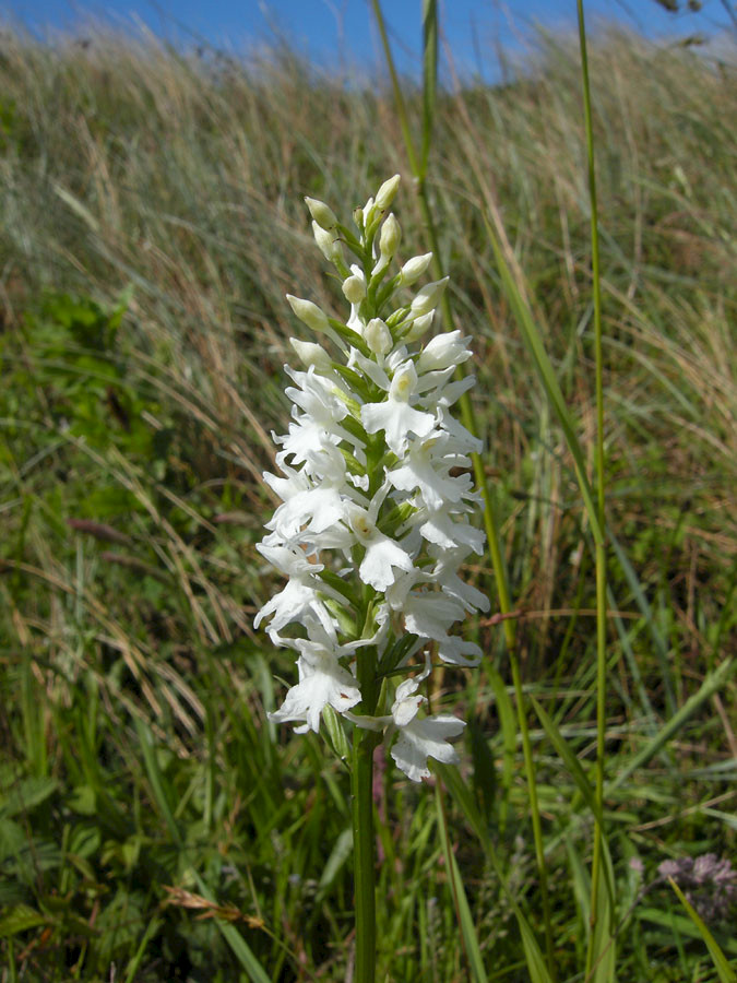 Dactylorhiza fuchsii - &copy; Barry Stewart