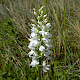 Dactylorhiza fuchsii