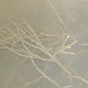 Ruppia maritima