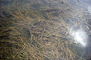 Ruppia maritima Beaked Tasselweed