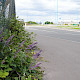 Salvia verticillata