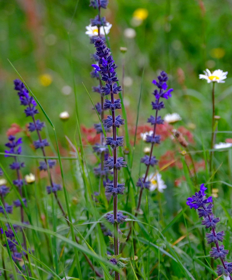 Salvia verbenaca - &copy; Charles Hipkin