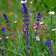 Salvia verbenaca