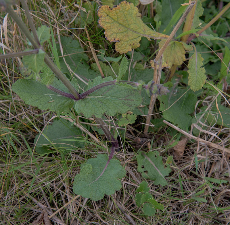 Salvia verbenaca - &copy; Charles Hipkin