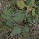 Salvia verbenaca