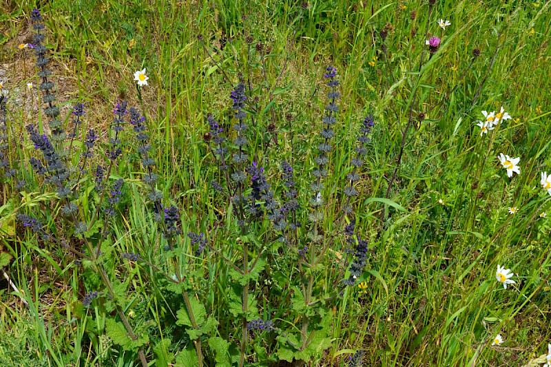 Salvia verbenaca - &copy; Charles Hipkin