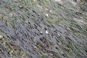 Zostera noltei Dwarf Eelgrass
