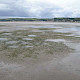 Zostera noltei