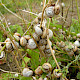 Raphanus raphanistrum subsp. maritimus