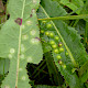 Sonchus arvensis