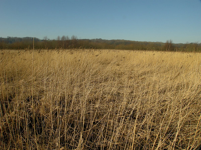 Phragmites australis - &copy; Barry Stewart