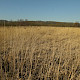 Phragmites australis