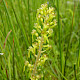 Neottia ovata