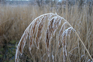 Phragmites australis Common Reed