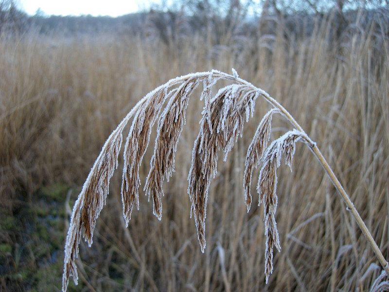 Phragmites australis - &copy; Barry Stewart