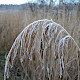 Phragmites australis