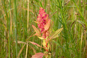 Chenopodium quinoa Quinoa