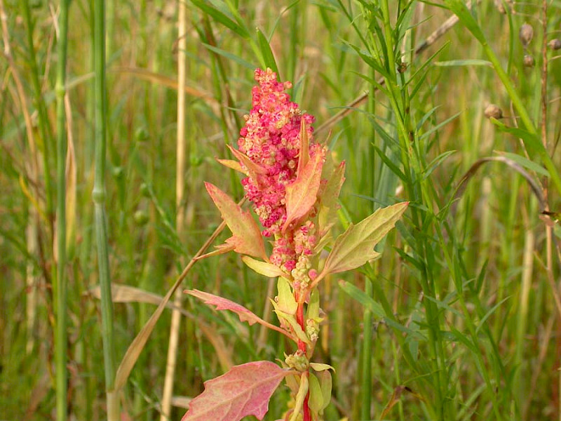 Chenopodium quinoa - &copy; Barry Stewart