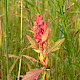 Chenopodium quinoa