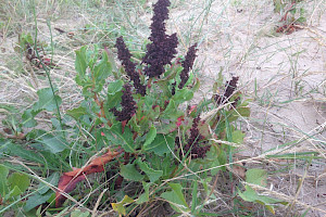 Rumex frutescens Argentine Dock