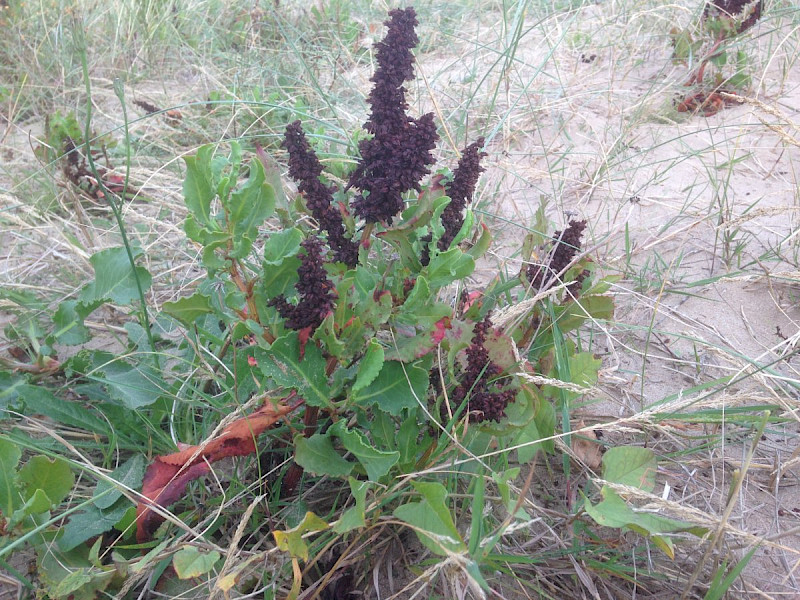 Rumex frutescens - &copy; Barry Stewart