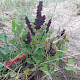 Rumex frutescens
