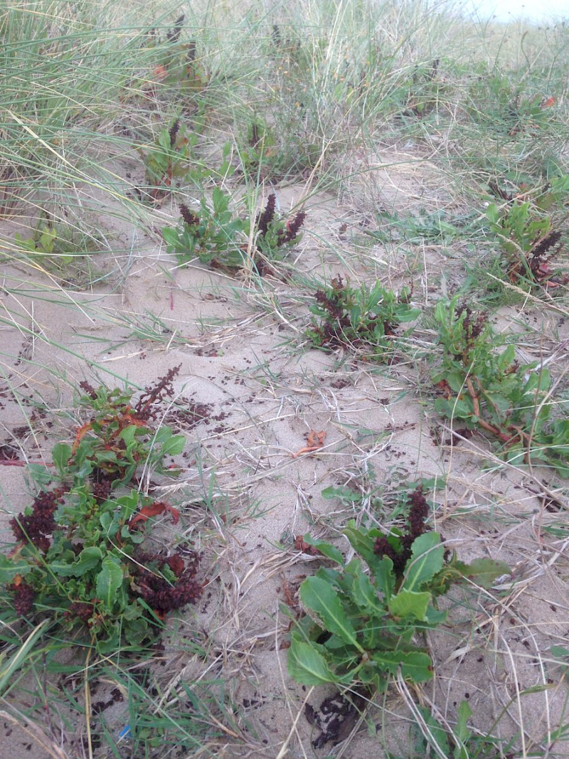 Rumex frutescens - &copy; Barry Stewart