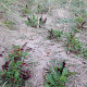 Rumex frutescens
