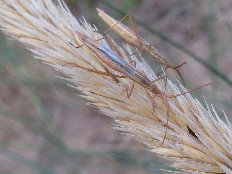 Ammophila arenaria - &copy; Barry Stewart