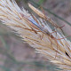 Ammophila arenaria