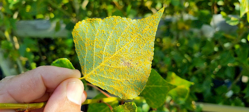 Populus nigra subsp. betulifolia - &copy; Barry Stewart