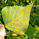Populus nigra subsp. betulifolia