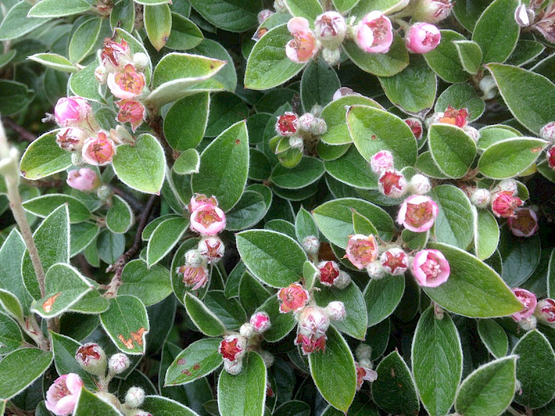 Cotoneaster franchetii - &copy; Barry Stewart