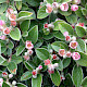 Cotoneaster franchetii