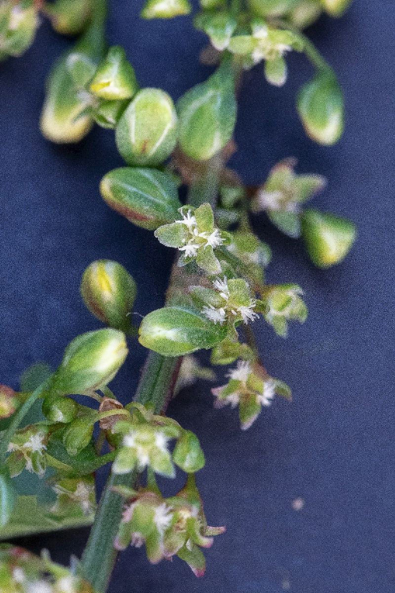 Rumex obtusifolius - &copy; Charles Hipkin