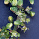 Rumex obtusifolius