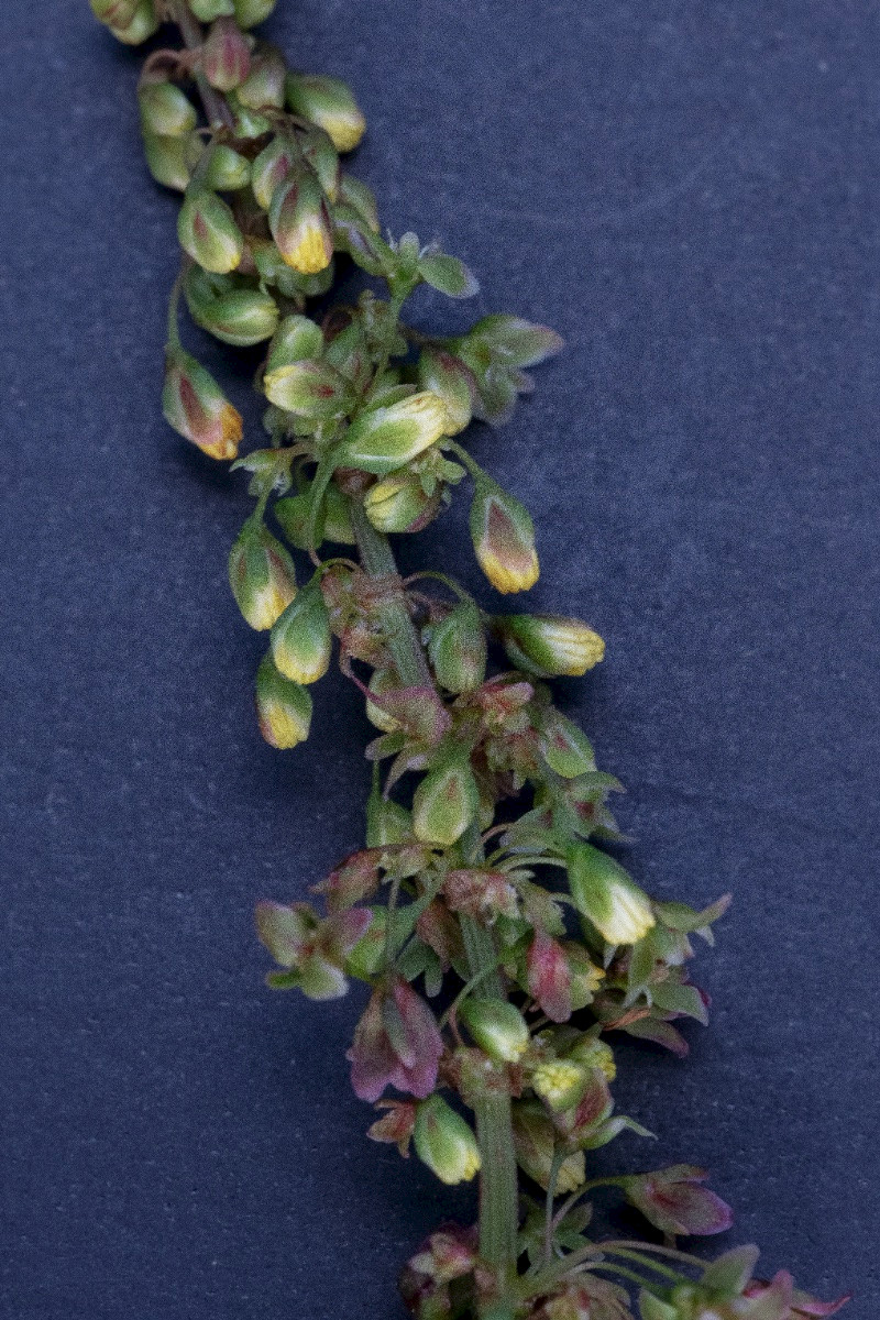 Rumex obtusifolius - &copy; Charles Hipkin