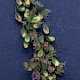 Rumex obtusifolius