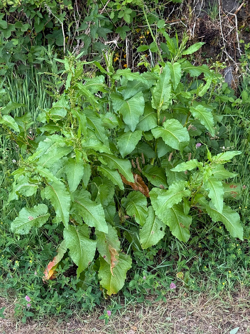 Rumex obtusifolius - &copy; Charles Hipkin